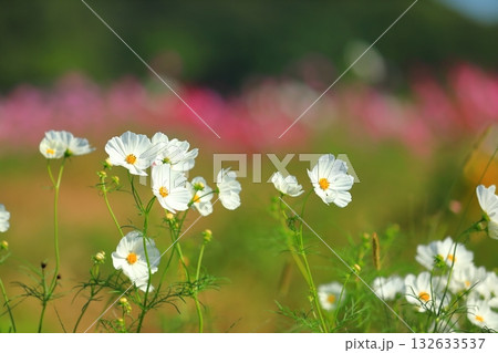 風に揺れるコスモス 132633537