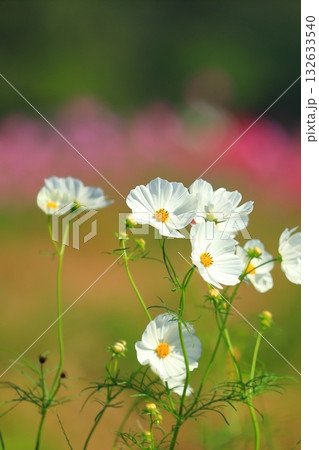 風に揺れるコスモス 132633540