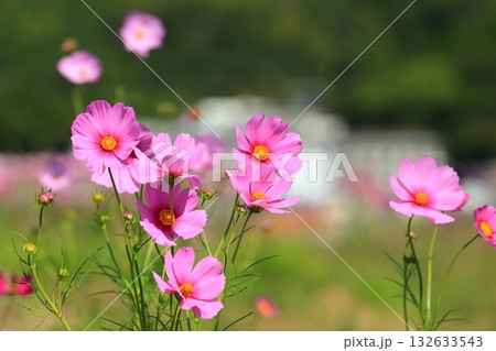 風に揺れるコスモス 132633543