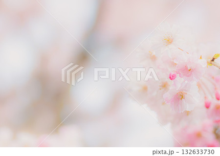 春の光に包まれた幻想的な桜 132633730
