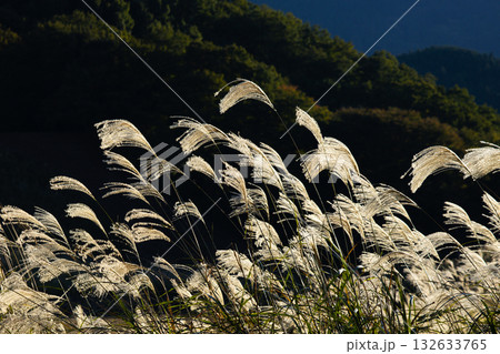 曽爾高原のススキ原 132633765