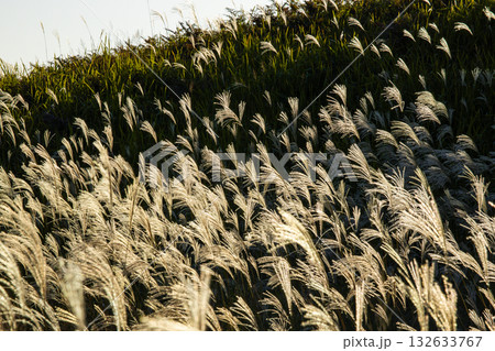 曽爾高原のススキ原 132633767
