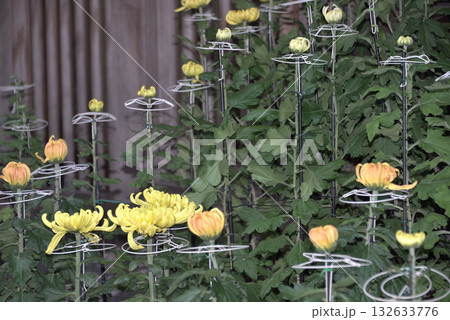 菊花展にて 132633776