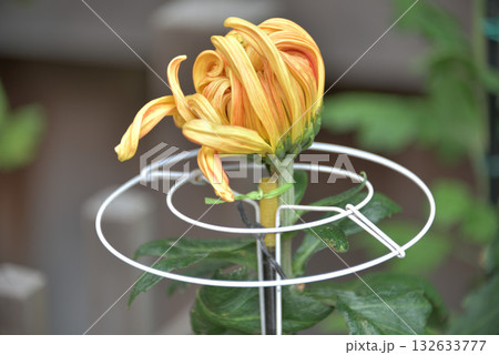 菊花展にて 132633777