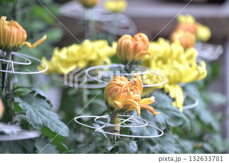 菊花展にて 132633781