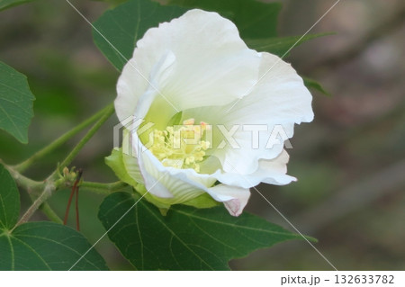 スイフヨウ 132633782