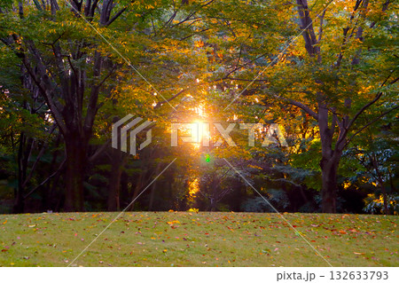 朝日が木漏れる秋の森 132633793