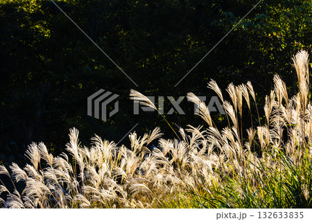 曽爾高原のススキ原 132633835