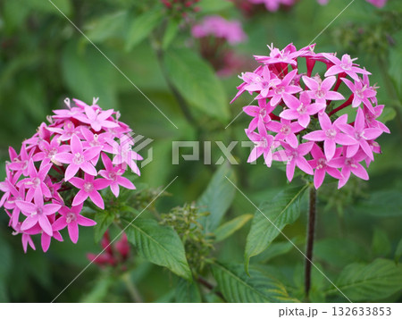 ピンクのペンタスの花 ピンクのペンタスの花 132633853