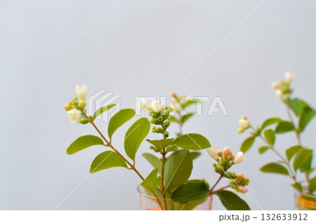 シンフォリカルポスの花のアレンジ　　 　　　 132633912