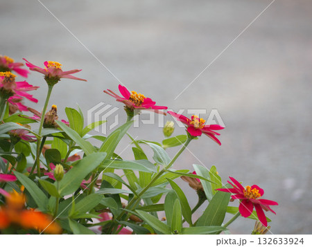 ジニアの花 ジニアの花 132633924