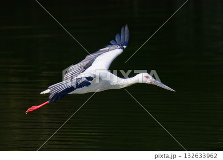 飛翔中のコウノトリ、黒バック 132633962