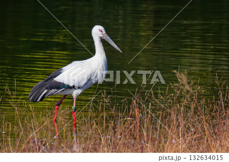 水辺を歩くコウノトリ 132634015