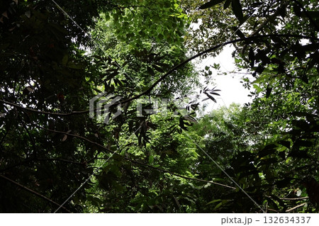 green leaf of tree in the forest green leaf of tree in the forest 132634337