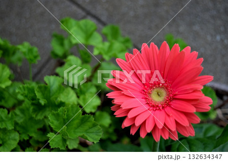 ガーベラ 132634347