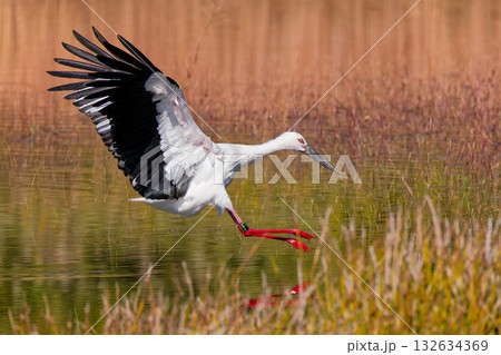 池に降りてくるコウノトリ 132634369