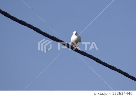 image of a seagull perched on the power line image of a seagull perched on the power line 132634440