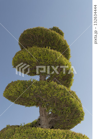image of a pruned cypress with a rolled shape 132634444