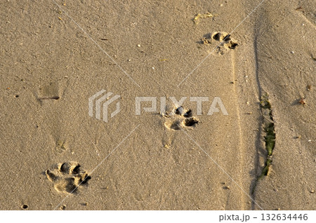 footprints of a small dog on the sand footprints of a small dog on the sand 132634446