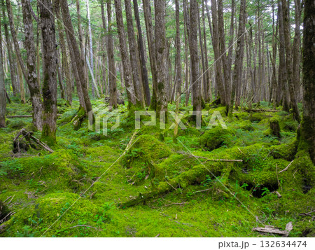 北八ヶ岳 苔の森を散策 北八ヶ岳 苔の森を散策 132634474