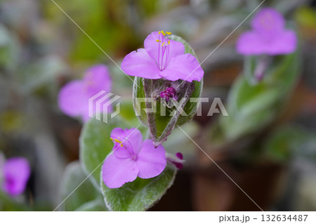 トラデスカンチィア・シラモンタナの花がかわいい..1 トラデスカンチィア・シラモンタナの花がかわいい..1 132634487