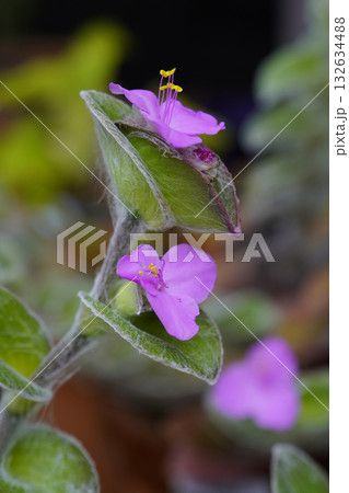 トラデスカンチィア・シラモンタナの花がかわいい..2 132634488