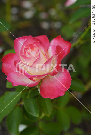 グラデーションが綺麗なバラ「ジュビレ デュ プリンス ドゥ モナコ」 132634489