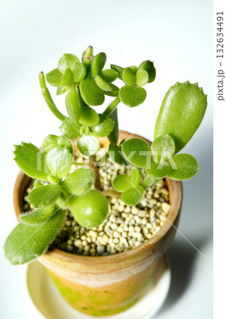 猛暑で葉を落とした後に出てきた葉は丸く、先祖復りか？「多肉植物　熊童子」...2 132634491