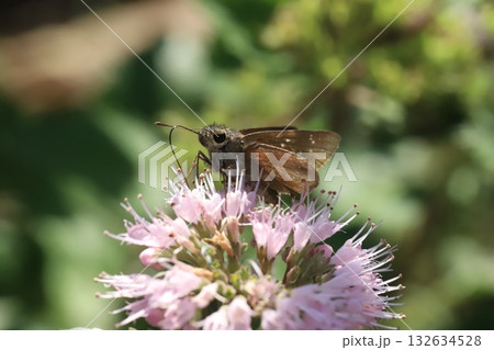 秋の庭に咲くピンク色のダンギクの花の蜜を吸うチャバネセセリ蝶 秋の庭に咲くピンク色のダンギクの花の蜜を吸うチャバネセセリ蝶 132634528