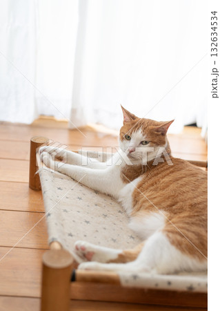 寝転んでくつろぐ猫 茶トラ白 寝転んでくつろぐ猫 茶トラ白 132634534