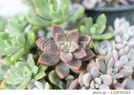 庭で多肉植物を育てる 庭で多肉植物を育てる 132634565