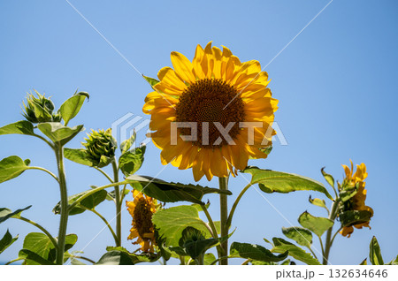 sunflower against a blue sky on a sunny day. High quality photo 132634646