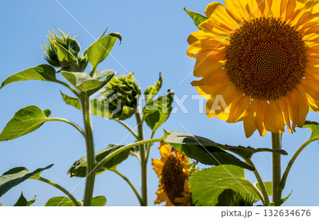 sunflower against a blue sky on a sunny day. High quality photo sunflower against a blue sky on a sunny day. High quality photo 132634676