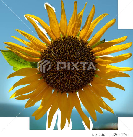 sunflower on a transparent background. High quality photo 132634763