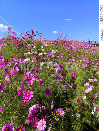 秋桜畑の可愛らしいお花達 132634766