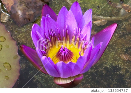水面に浮かぶ睡蓮の花 水面に浮かぶ睡蓮の花 132634787