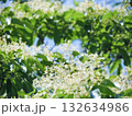 なんじゃもんじゃの木 132634986