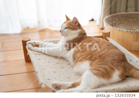 寝転んでくつろぐ猫　茶トラ白 132635034