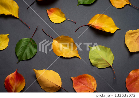 colorful fall leaves on dark background - nature's autumn palette 132635072