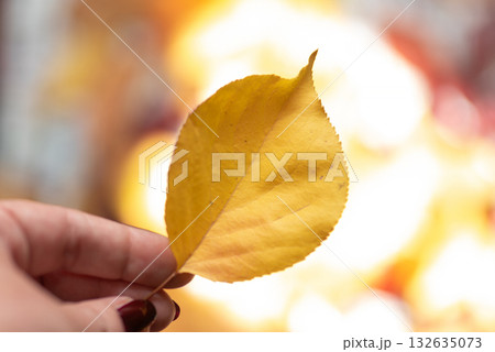 close-up of a yellow leaf held by hand - nature's detail 132635073