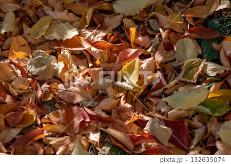 autumn leaves on the ground - a natural tapestry of colors 132635074