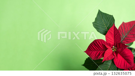 vibrant poinsettia plant - a holiday symbol of joy and cheer vibrant poinsettia plant - a holiday symbol of joy and cheer 132635075