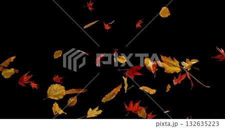 Falling Autumn Leaves. Isolated on Black Background. Still for Seasonal Design, Overlay Effects, or Visual Storytelling. Falling Autumn Leaves. Isolated on Black Background. Still for Seasonal Design, Overlay Effects, or Visual Storytelling. 132635223