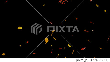 Falling Autumn Leaves. Isolated on Black Background. Still for Seasonal Design, Overlay Effects, or Visual Storytelling. Falling Autumn Leaves. Isolated on Black Background. Still for Seasonal Design, Overlay Effects, or Visual Storytelling. 132635234