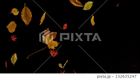 Falling Autumn Leaves. Isolated on Black Background.  Still for Seasonal Design, Overlay Effects, or Visual Storytelling. 132635247