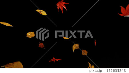 Falling Autumn Leaves. Isolated on Black Background. Still for Seasonal Design, Overlay Effects, or Visual Storytelling. Falling Autumn Leaves. Isolated on Black Background. Still for Seasonal Design, Overlay Effects, or Visual Storytelling. 132635248
