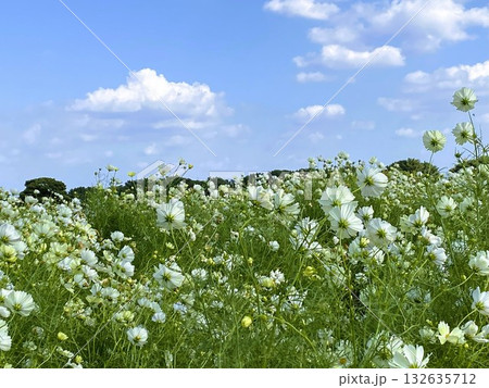 風になびく白いコスモスのお花達を後ろから 風になびく白いコスモスのお花達を後ろから 132635712