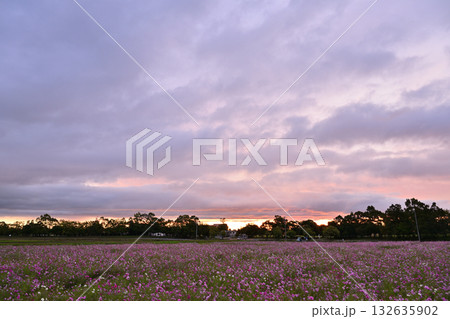 コスモスの花のある風景 コスモスの花のある風景 132635902