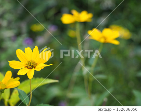 黄色い菊芋の花 黄色い菊芋の花 132636050