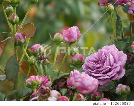 ピンク色の薔薇の花 ピンク色の薔薇の花 132636059